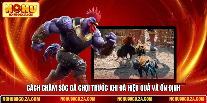 Cách Chăm Sóc Gà Chọi Trước Khi Đá Hiệu Quả Và Ổn Định