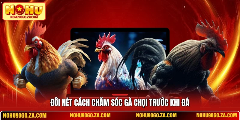 Đôi nét cách chăm sóc gà chọi trước khi đá