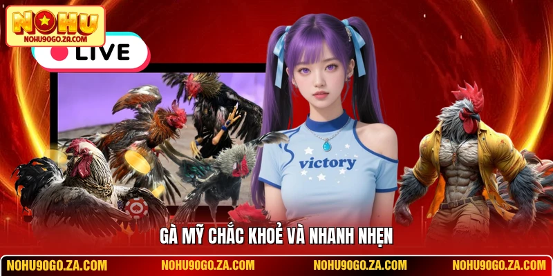 Gà Mỹ chắc khoẻ và nhanh nhẹn