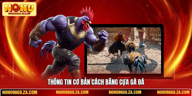 Thông tin cơ bản cách băng cựa gà đá